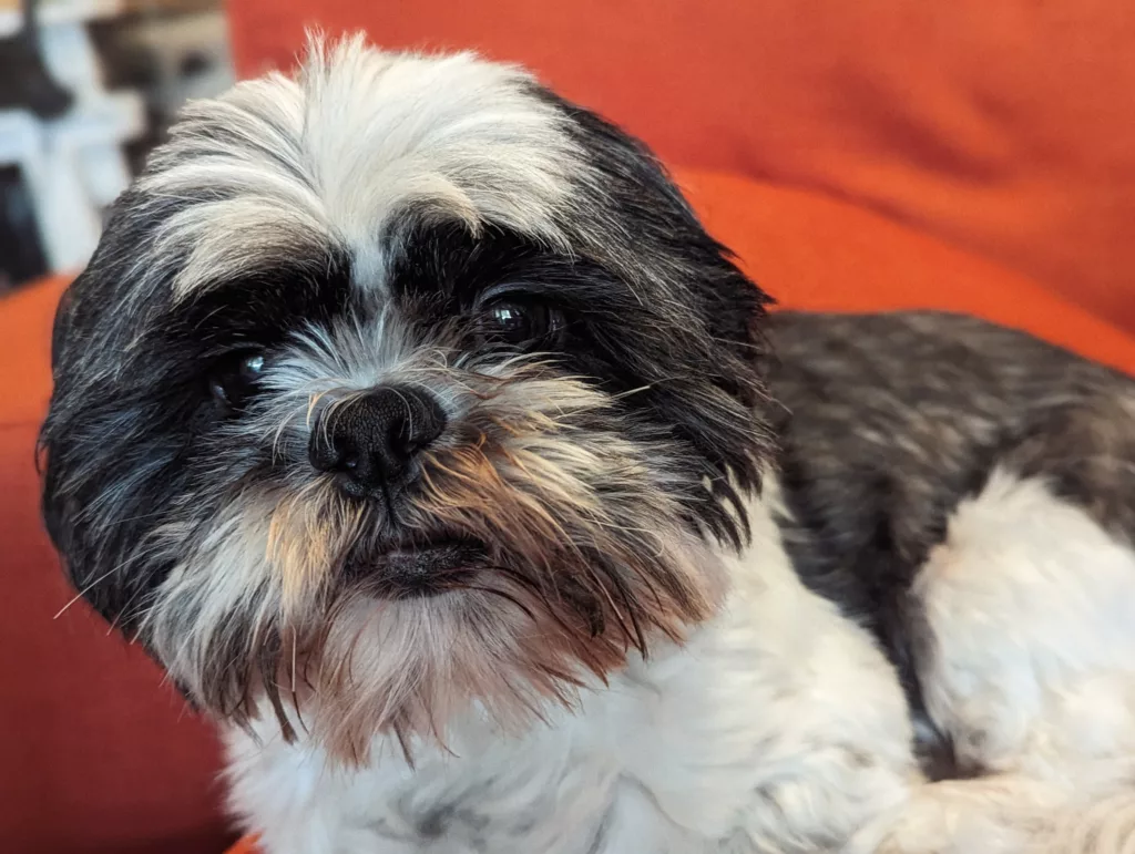 A black and white Shih Tzu with dark eyes resting against a soft orange background.