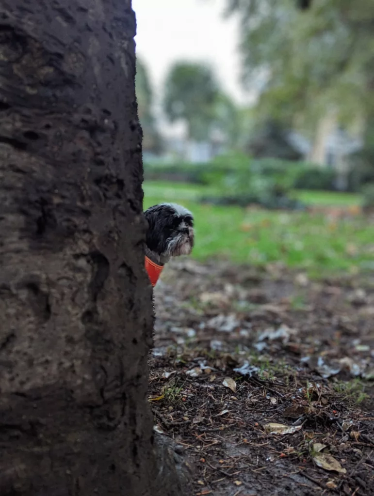 A small black and white dog peeking from behind a thick tree trunk in a park with a soft, blurred green background.
