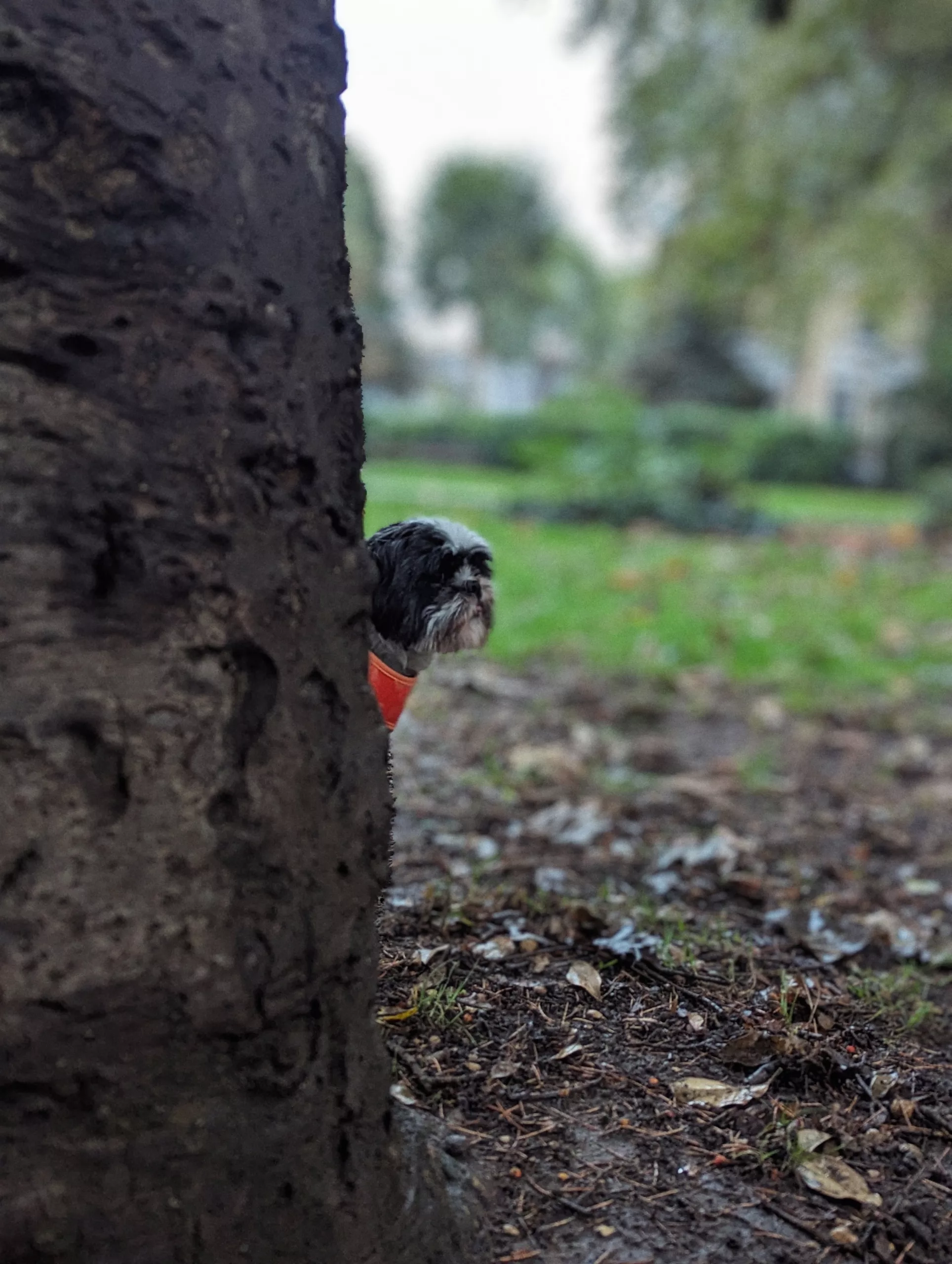 A small black and white dog peeking from behind a thick tree trunk in a park with a soft, blurred green background.