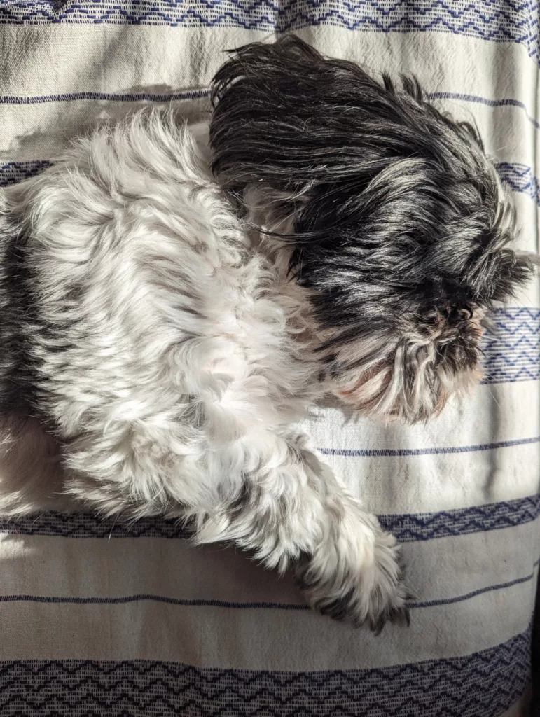 A fluffy black and white dog curled up asleep on a white and blue patterned blanket, basking in bright sunlight.