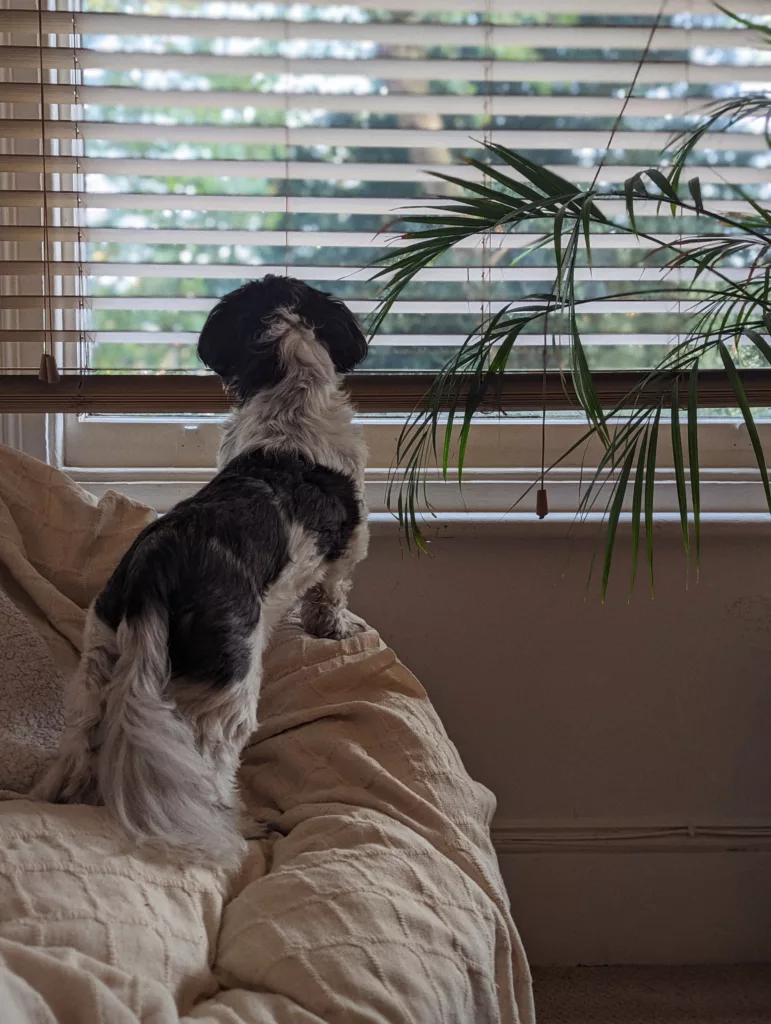 A black and white dog stands on a cream blanket, looking out a window through horizontal blinds next to the fronds of a palm plant.