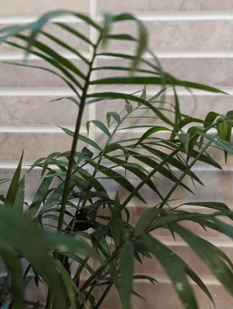 Green parlour palm fronds in focus against a backdrop of light brown horizontal wall tiles.