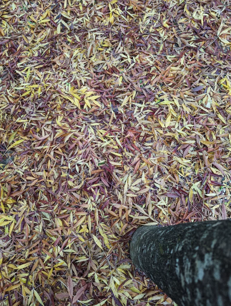 Small, narrow yellow and deep red autumn leaves carpet the ground beside a dark, textured tree trunk.
