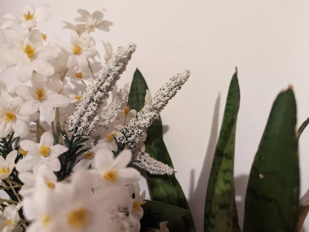 Small white flowers with yellow centers and textured white sprigs beside the upright green leaves of a snake plant against a plain white wall.