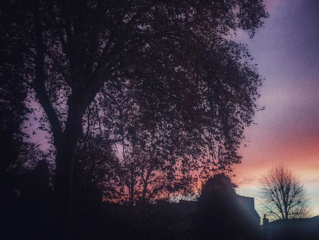 A large tree in silhouette against a dramatic purple and orange sunrise sky over dark house rooftops.