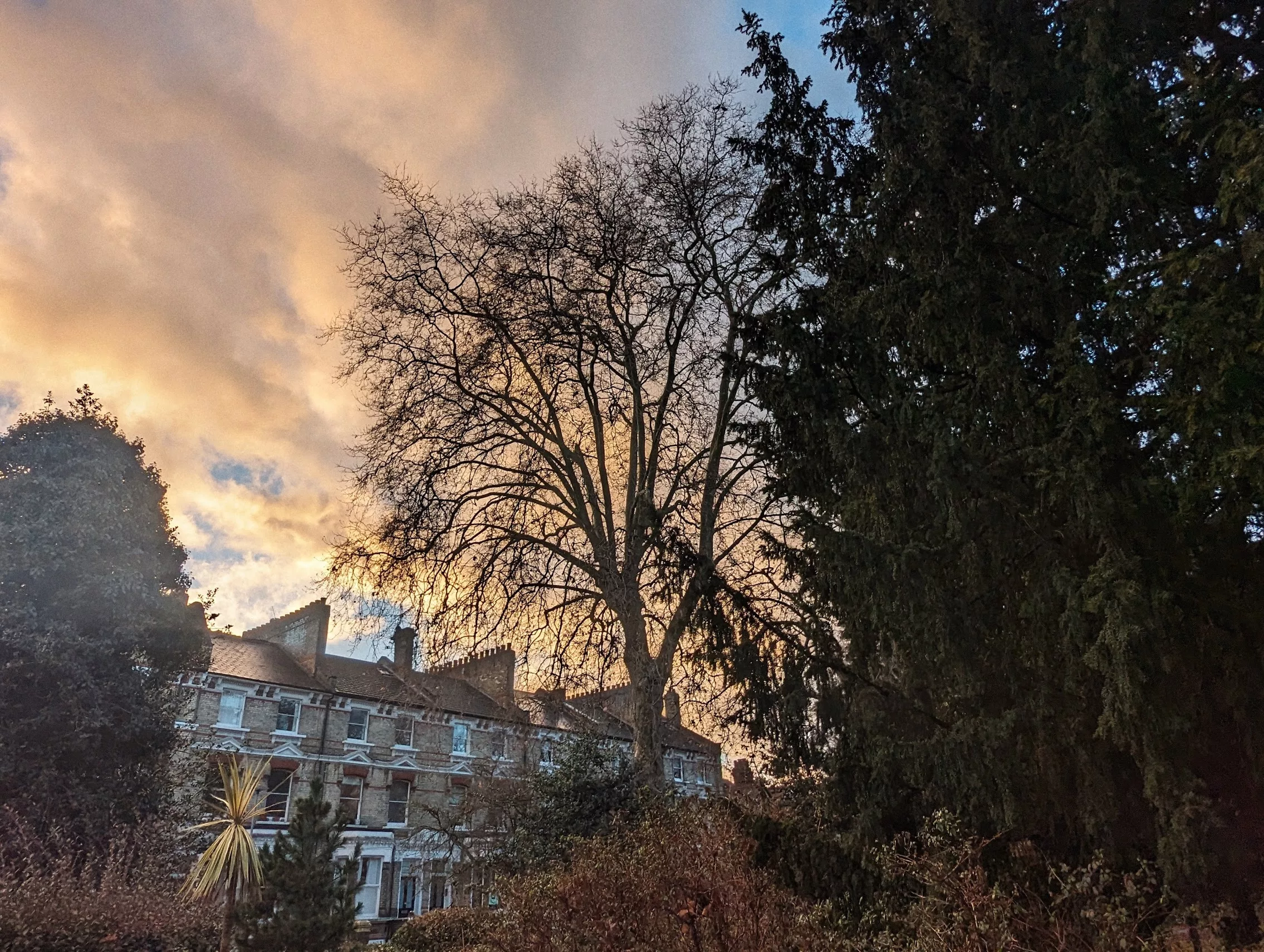 Bare tree branches silhouetted against golden sunset clouds above Victorian terraced houses and dark evergreens.