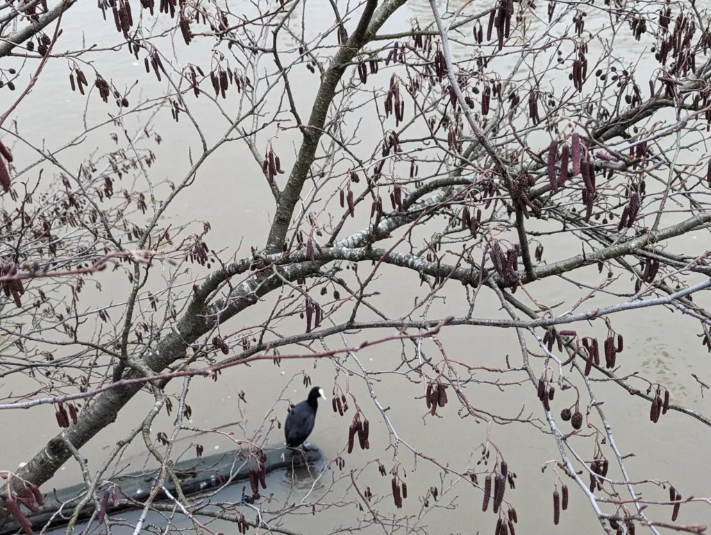 A coot perched on a dark beam in a muddy river, framed by bare branches and purple catkins.