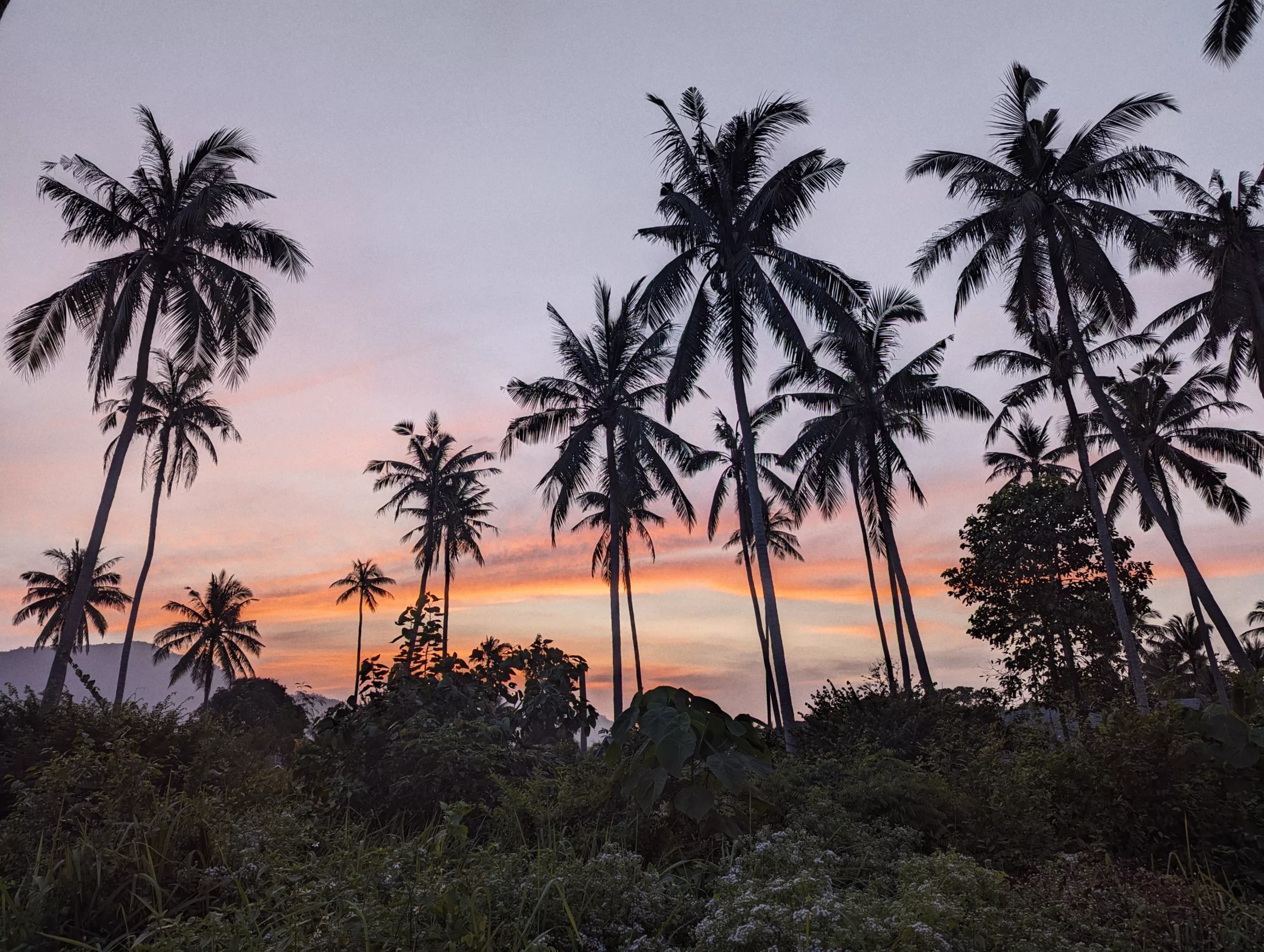 Silhouetted palm trees against a pink and orange tropical sunset over a lush landscape with distant mountains.