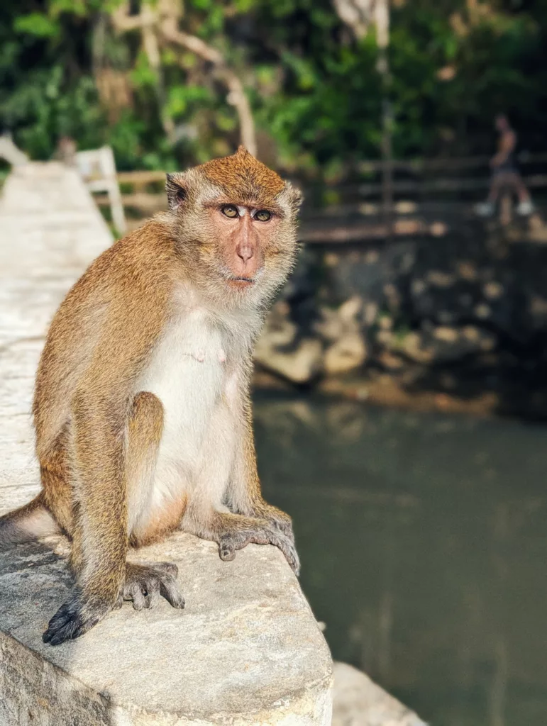 A long-tailed macaque sitting on a stone wall beside water, with lush green trees in the blurred background.