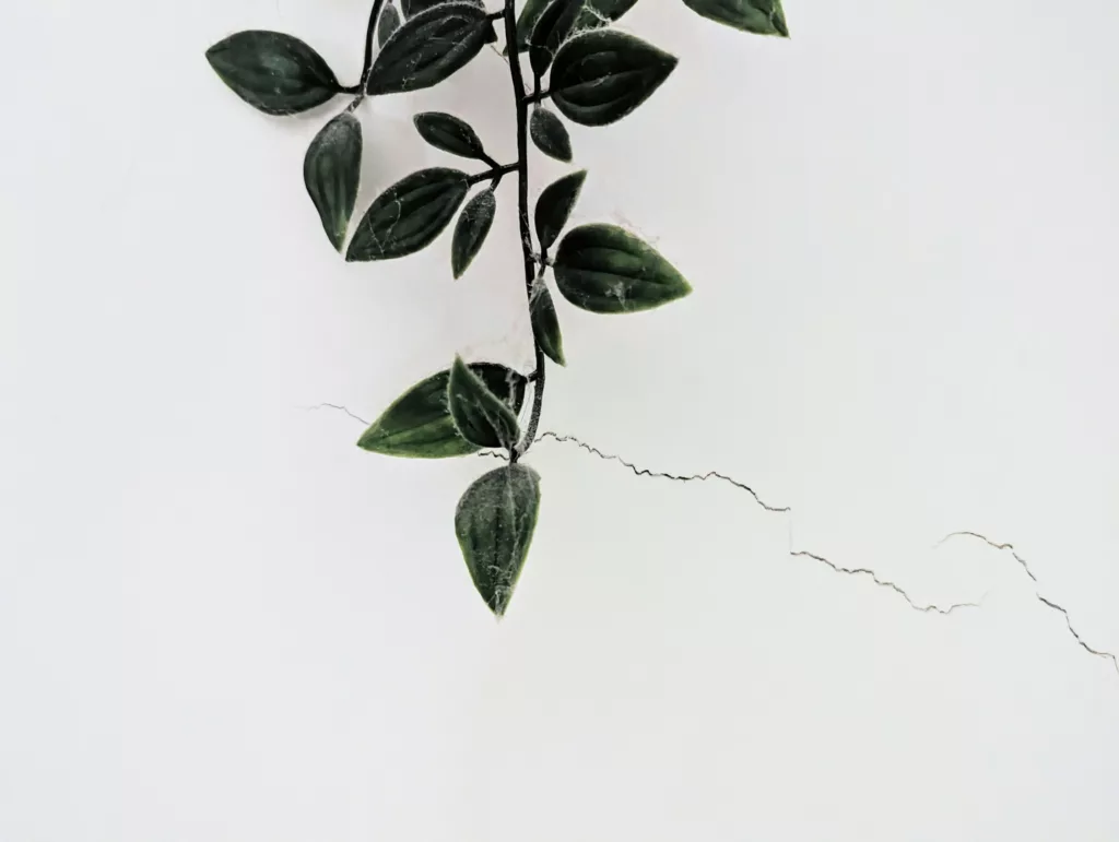 A trailing plant with dark green, pointed leaves hanging against a plain white wall with a fine, jagged crack.