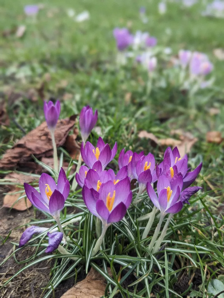 A cluster of vibrant purple crocuses with bright orange stamen emerging from green grass and brown autumn leaves.