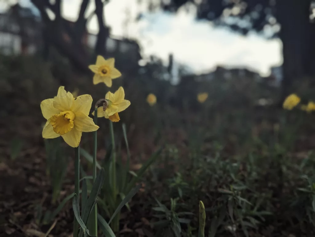 Yellow daffodils in bloom against a dark, blurred background of trees and an overcast sky in a park.