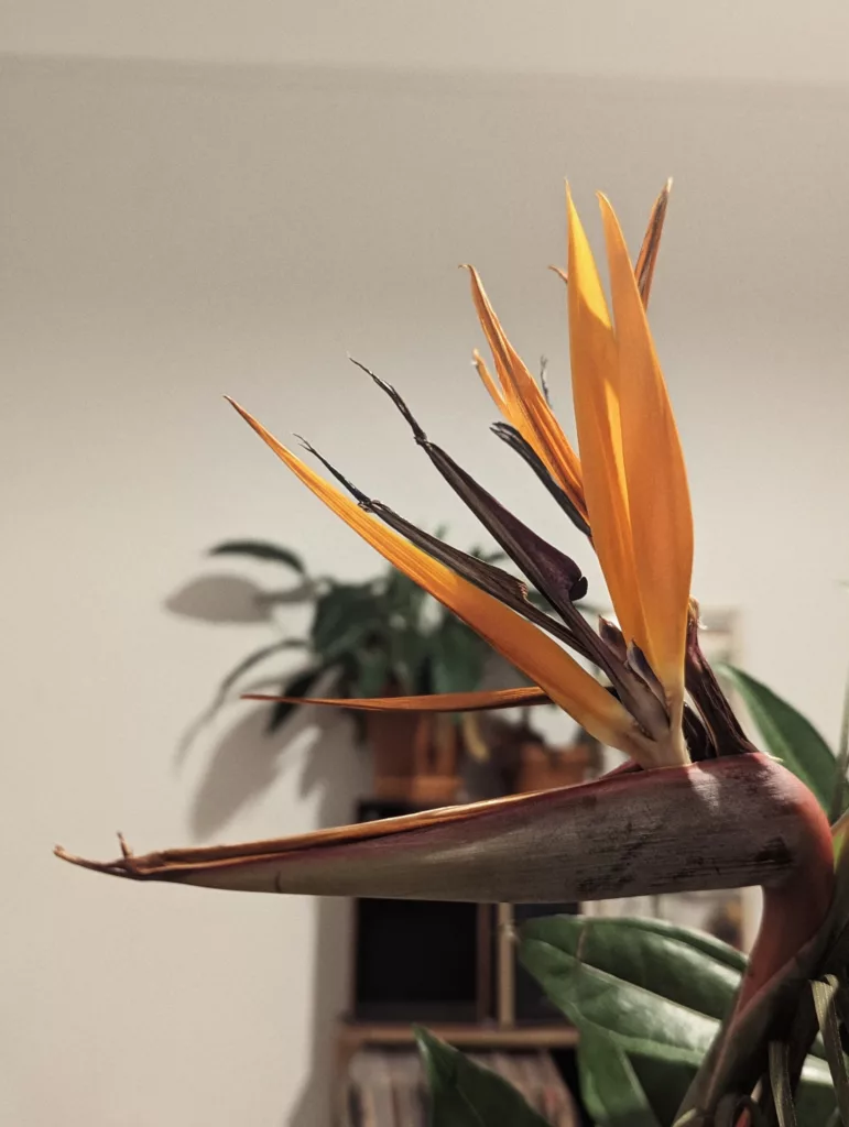 A bird of paradise flower with sharp orange petals and dark purple bracts against a blurred indoor background of other houseplants.