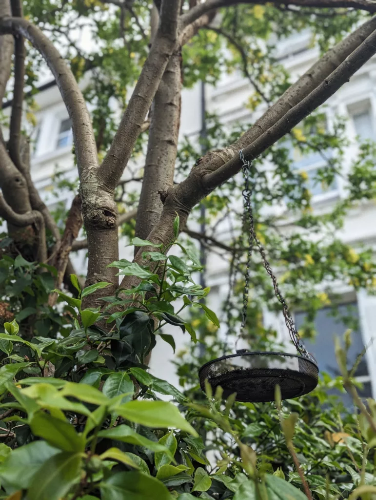 Black mesh bird feeder tray hanging from a tree branch among green leaves, with a blurred white building in the background.