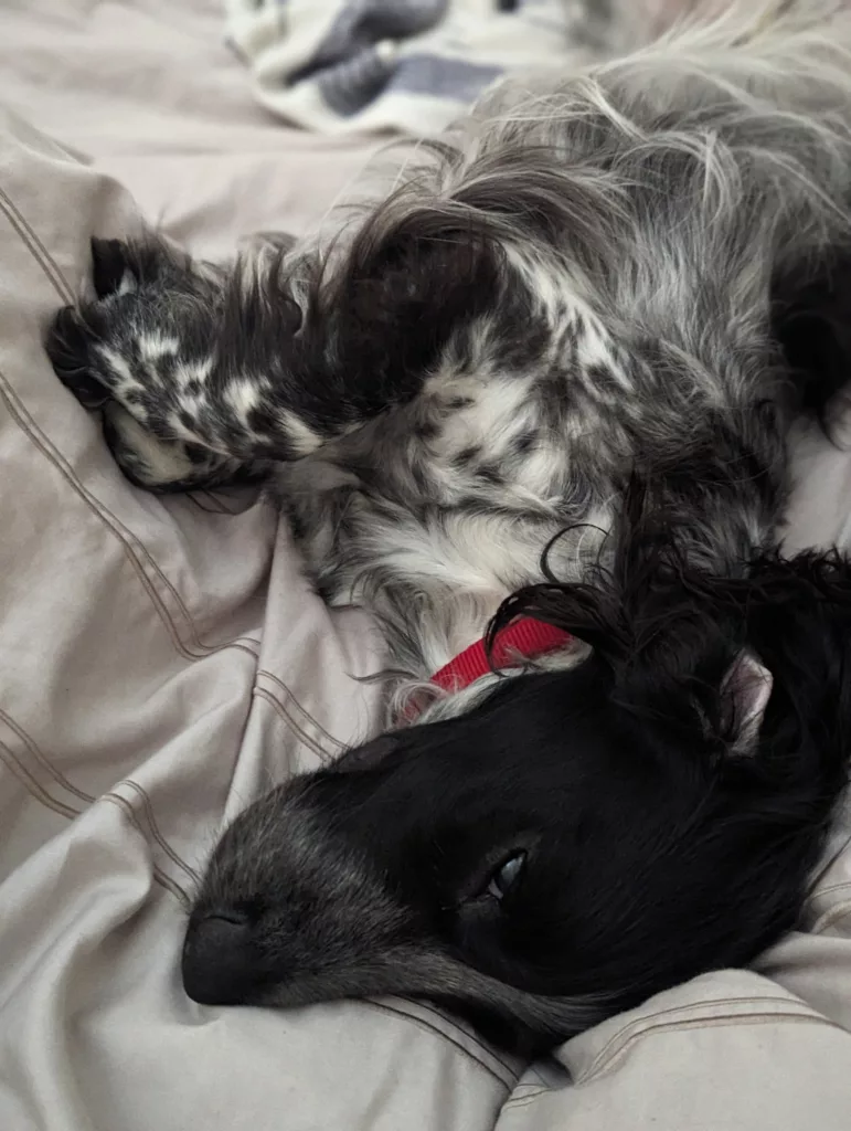 A black and white roan spaniel wearing a red collar rests on beige striped bedsheets, glancing at the camera with one eye.