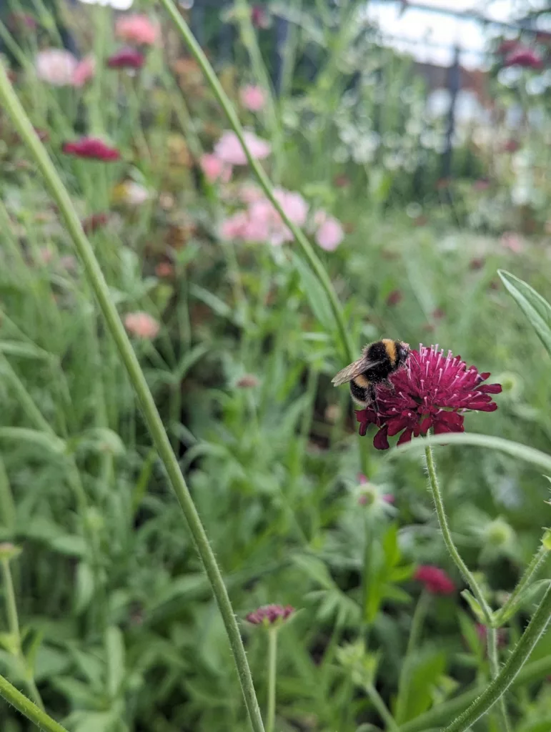 A bumblebee on a dark red pincushion flower in a soft-focus garden of green stems and pink blossoms.