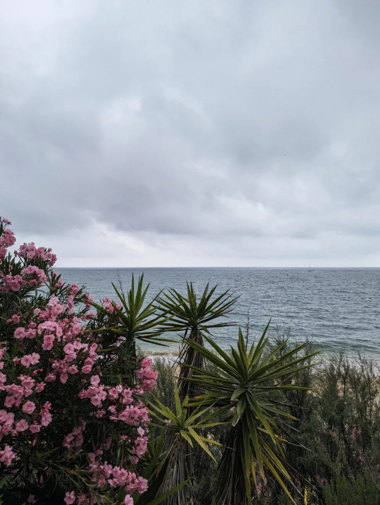 Pink oleander and spiky yucca plants overlooking a beach and calm sea under a thick layer of grey clouds.
