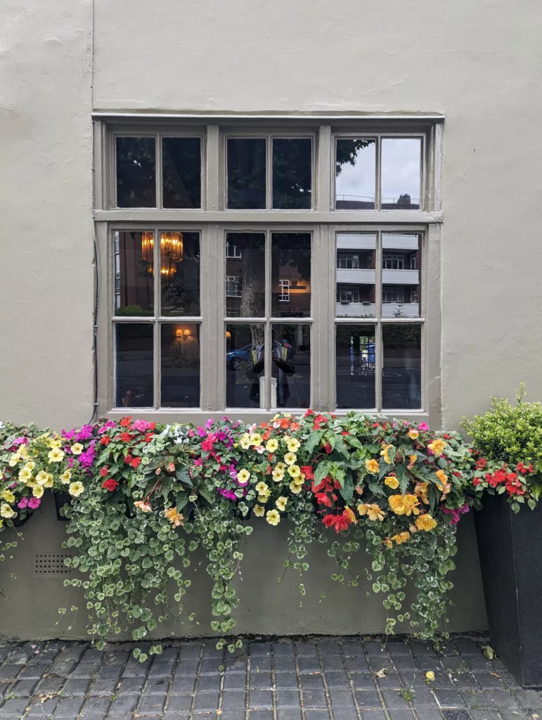 Colorful begonias and vines in a window box below a multi-paned window reflecting a street scene and interior chandelier.