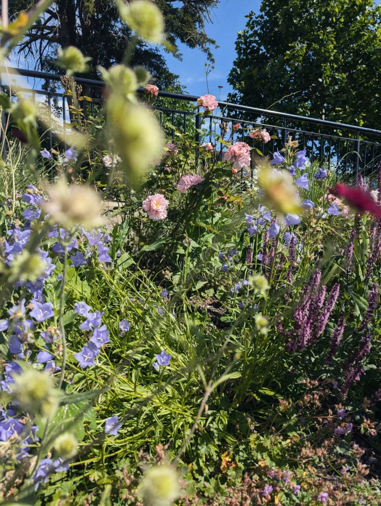 Pink roses, purple bellflowers, and violet spikes in a lush garden border against a black metal railing and a clear blue sky.