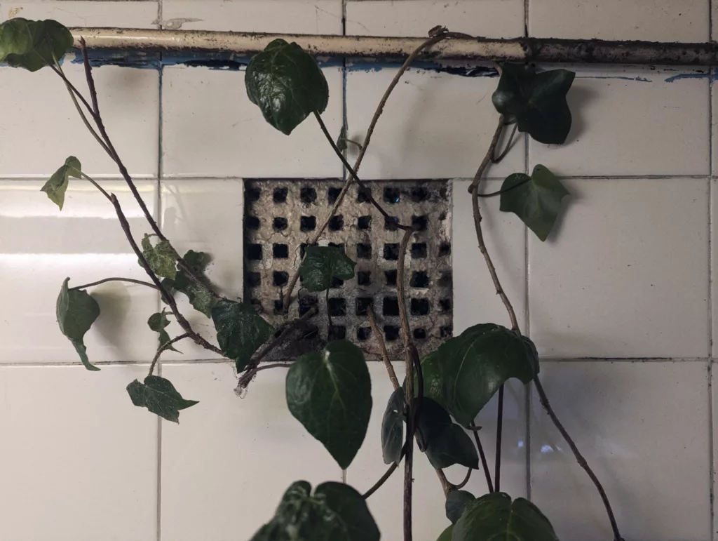 Ivy growing through a square ventilation grate in a white tiled wall under a horizontal pipe.