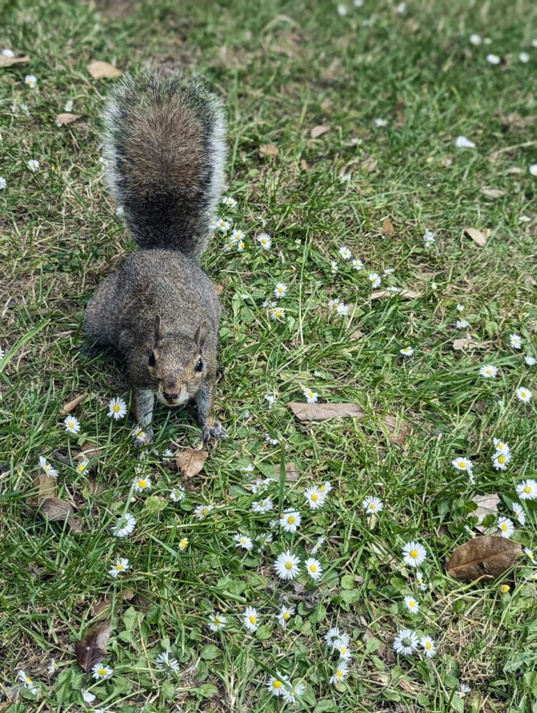 A grey squirrel with a bushy tail looks at the camera while sitting on a patch of green grass dotted with small white daisies.