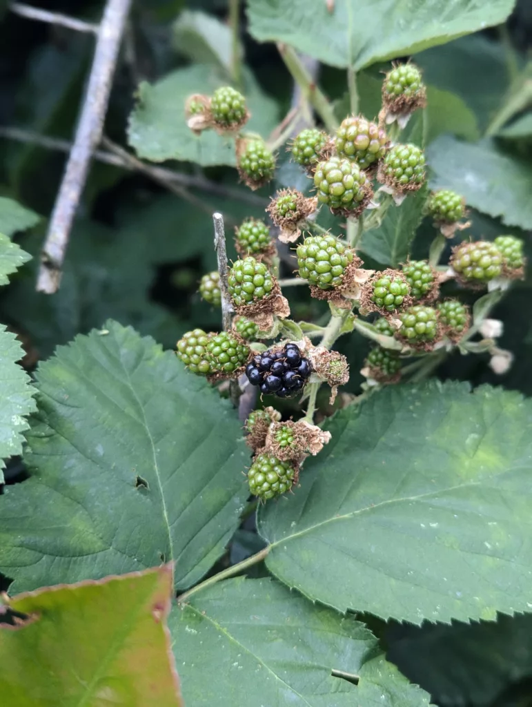 Clusters of unripe green blackberries on a bramble bush, with a single shiny, ripe black berry at the center.