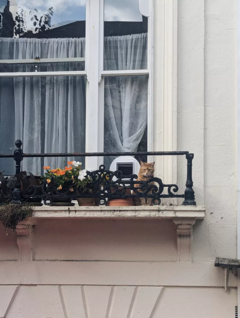 A ginger cat sits on a window ledge behind an ornate black metal railing, next to potted orange flowers and a cat flap in the glass.