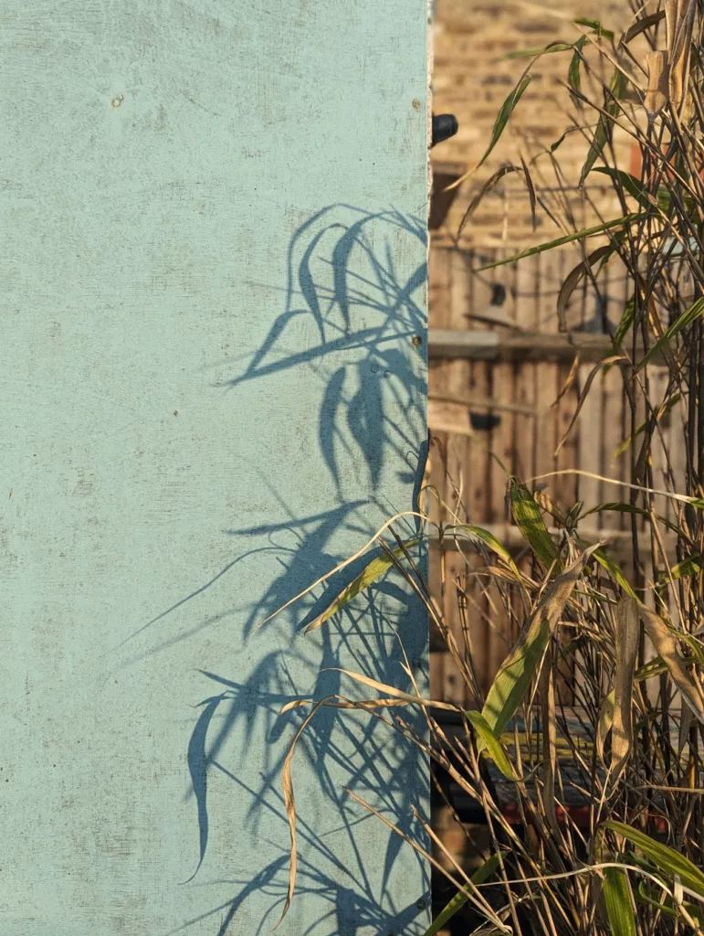 Shadows of bamboo leaves cast on a weathered turquoise wooden wall in the warm light of late afternoon.