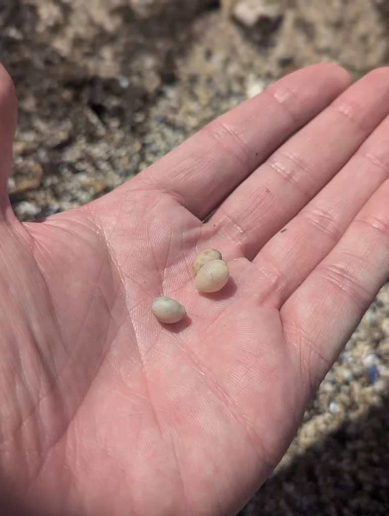 Three small, pale seashells resting in the palm of a hand over a blurred rocky shore background.