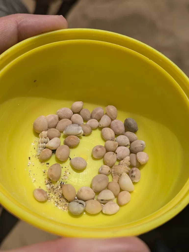 Small pinkish, beige, and grey ridged seashells gathered in the bottom of a bright yellow plastic bowl.