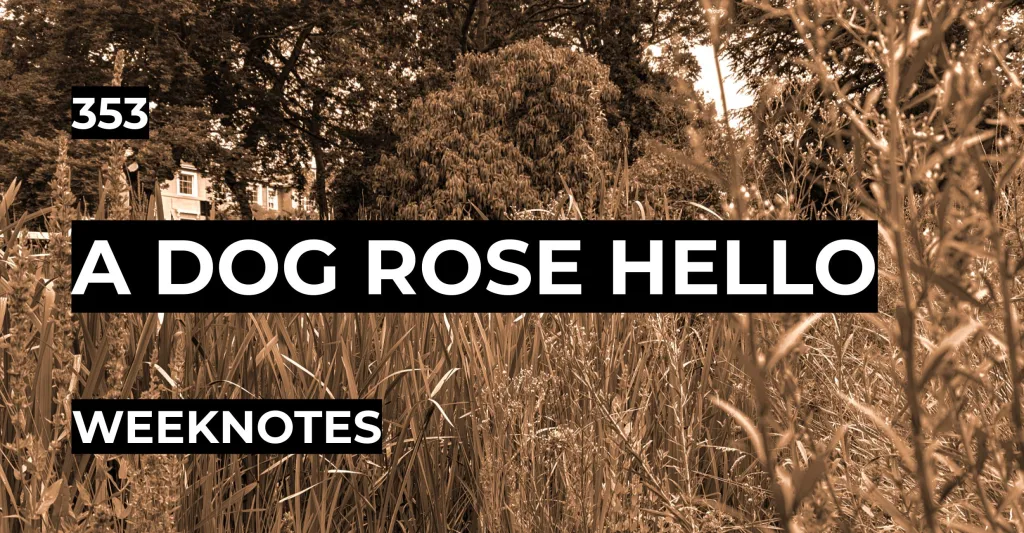 A Dog Rose Hello