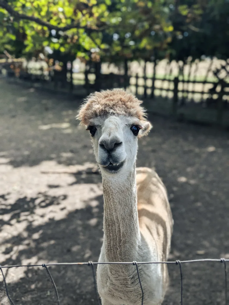 A white and tan alpaca with a fluffy brown fringe looking directly at the camera from behind a wire fence in a sun-dappled farmyard.