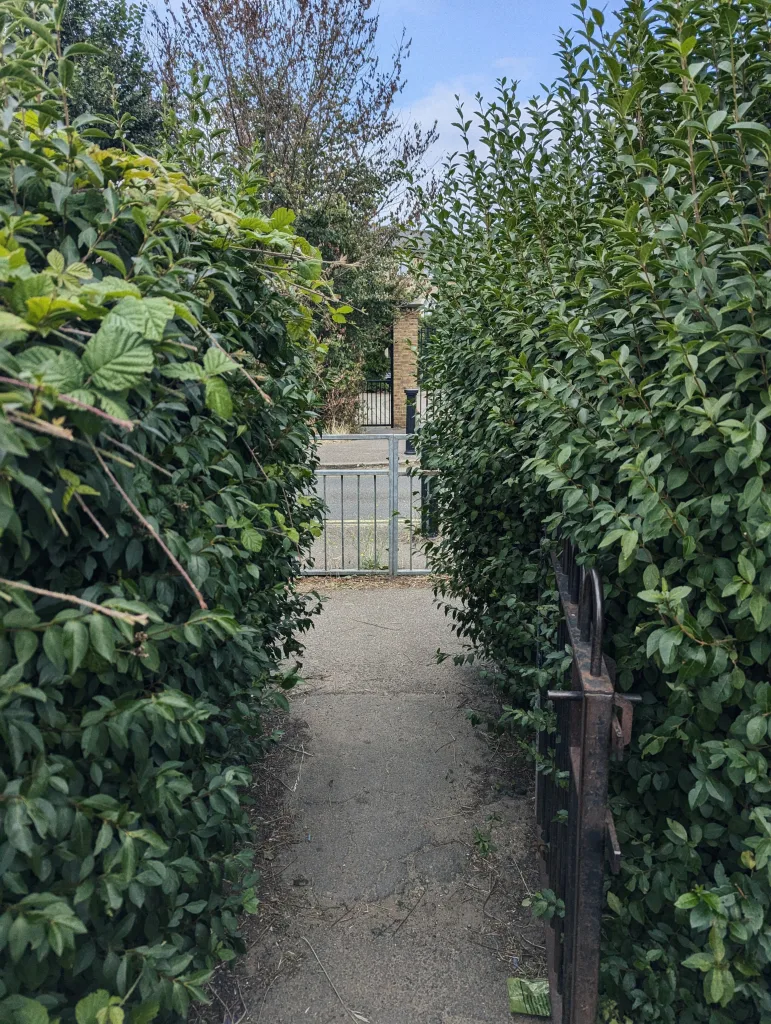 A narrow paved path between tall green hedges leading to a metal gate and a street beyond.