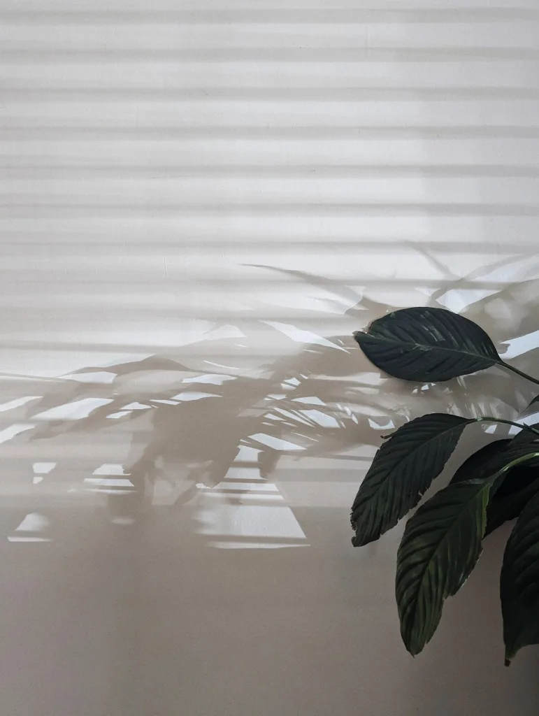 Deep green peace lily leaves with their soft shadows and horizontal window blind patterns cast across a plain, pale wall.