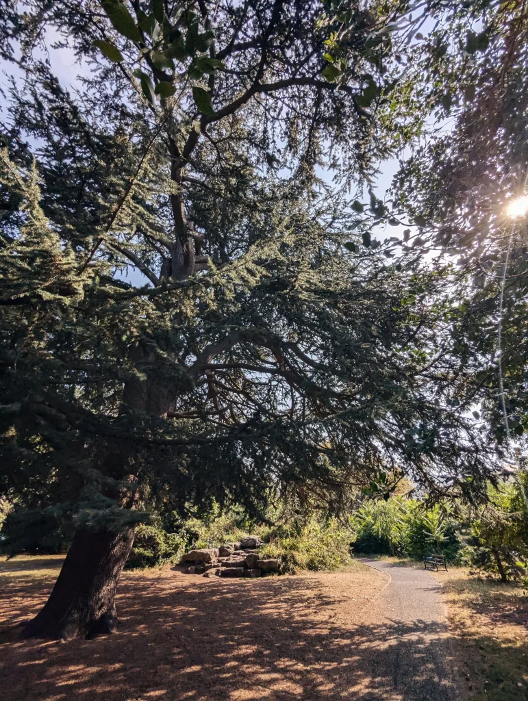 A massive cedar tree with wide branches casting shadows over a park path and rockery on a sunny day.