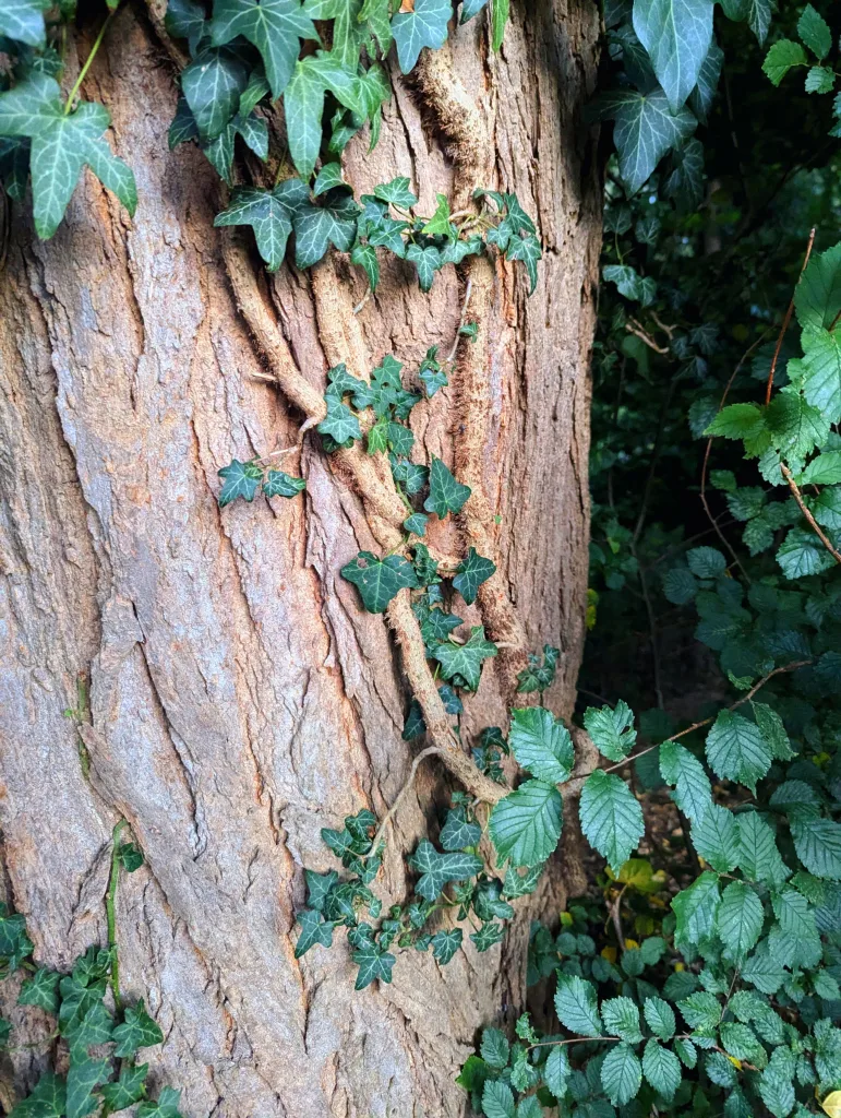 Hairy ivy vines and dark green leaves climbing the deeply textured, light brown bark of a large tree trunk.