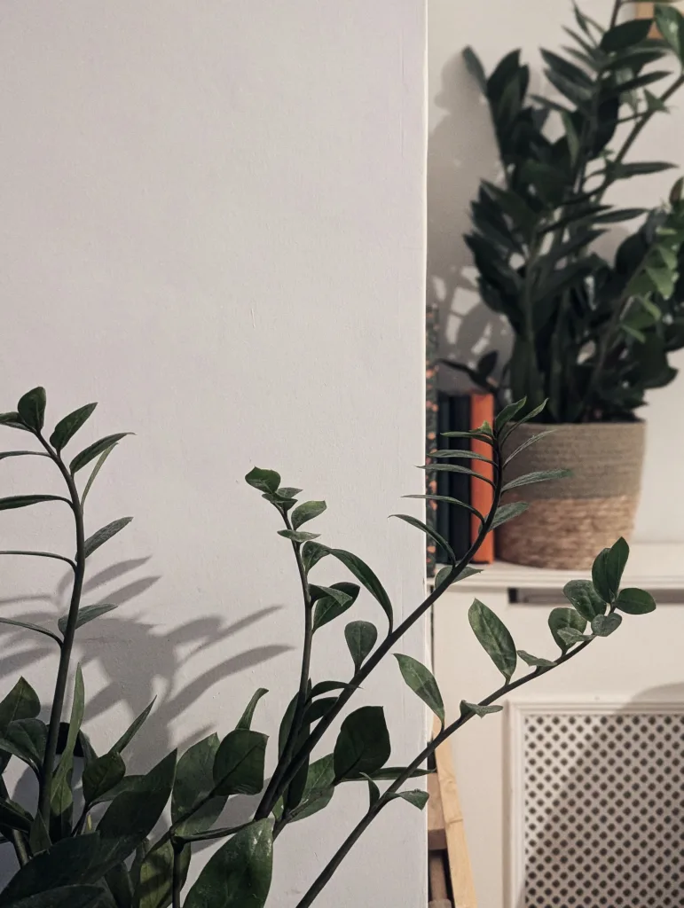 Glossy green ZZ plant stems casting shadows against a white wall, with another plant in a woven basket pot in the background.