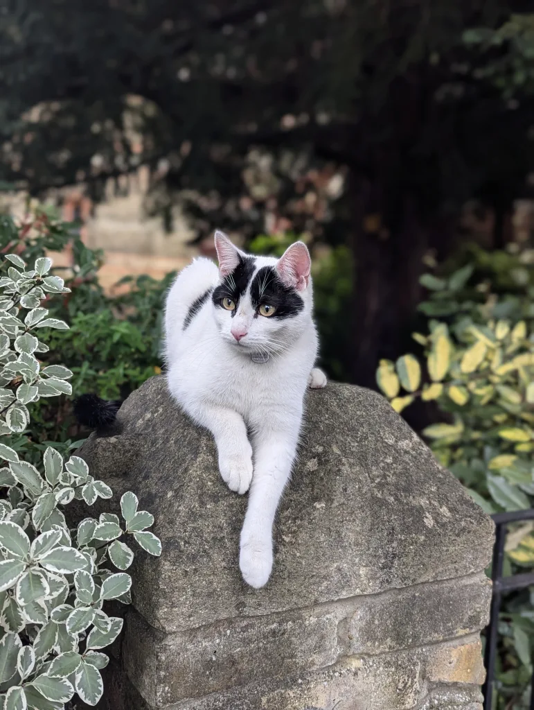 A white cat with black eye patches perched on a stone pillar in a lush garden, looking away with one paw dangling.