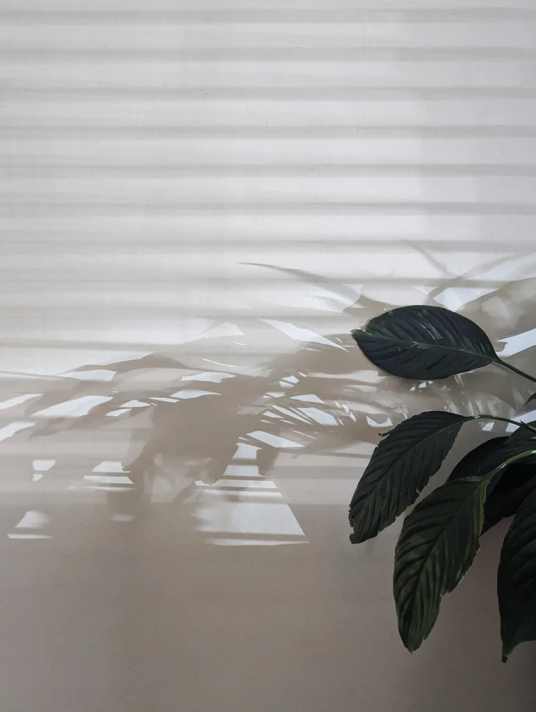 Deep green peace lily leaves in the corner casting dramatic shadows on a light wall with horizontal patterns from window blinds.