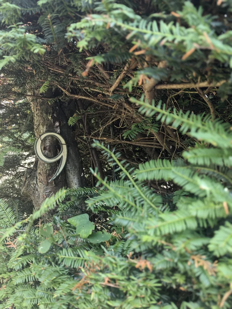 A cream-colored number 9 sign mounted on a tree trunk, partially obscured by thick green yew foliage.