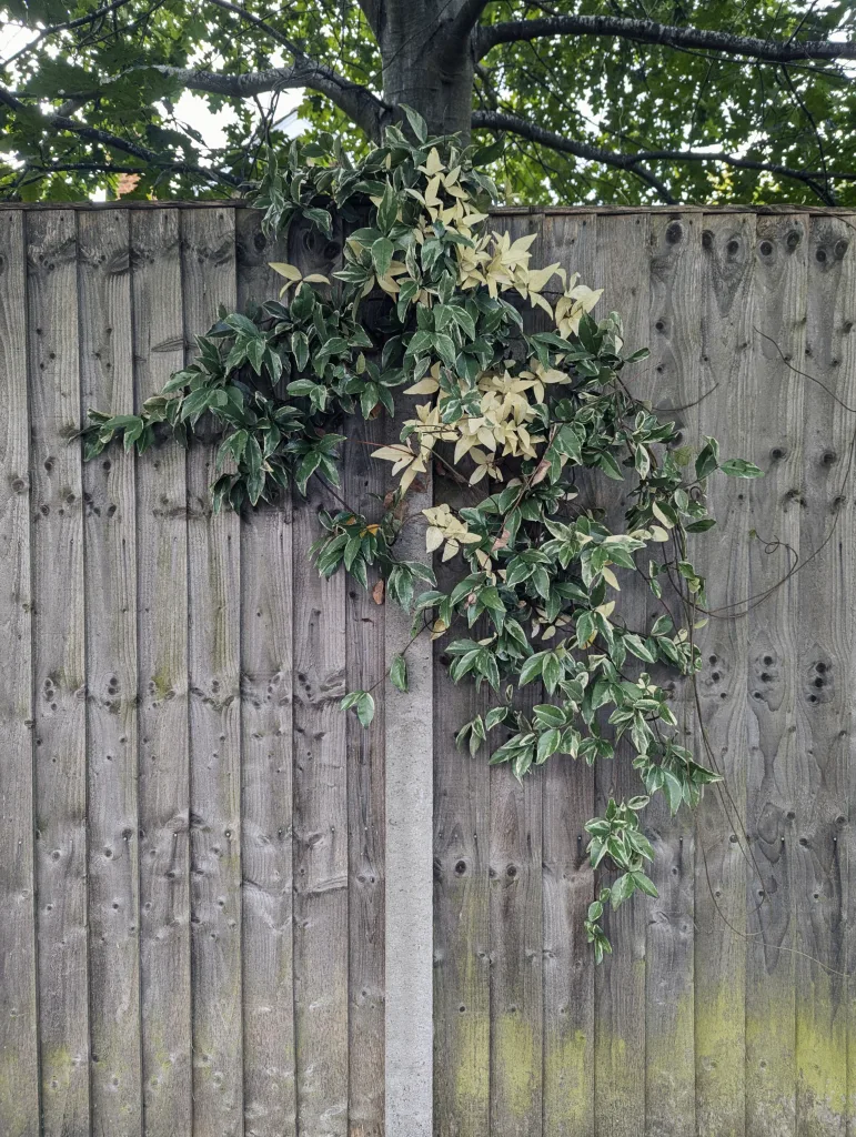 Variegated climbing plant with green and cream leaves cascading over a grey wooden panel fence beneath the branches of a tree.