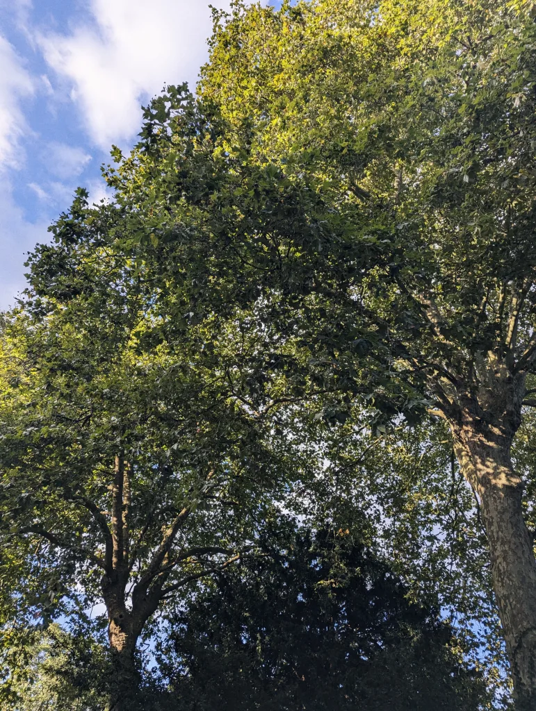 Looking up through the dense green canopy of mature trees toward a blue sky with soft white clouds.