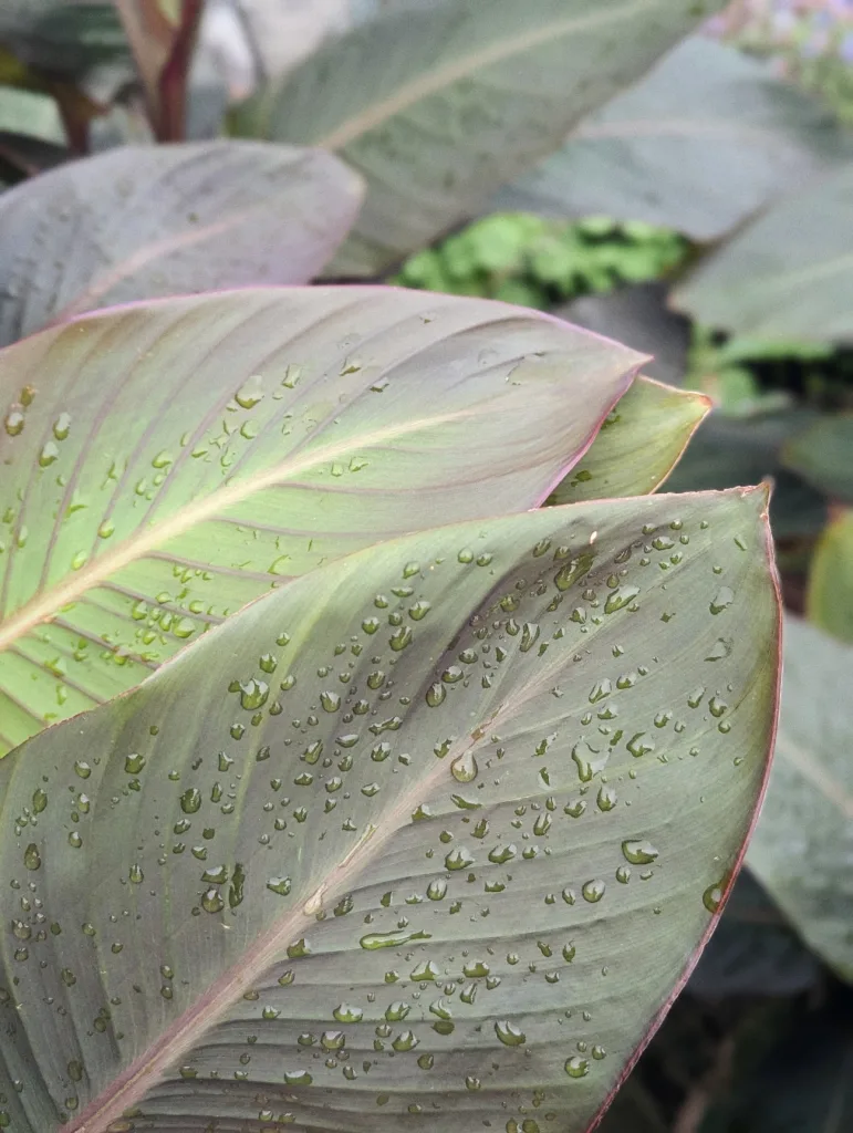 Close-up of dark green and purple-tinted waxy leaves covered in many clear water droplets.