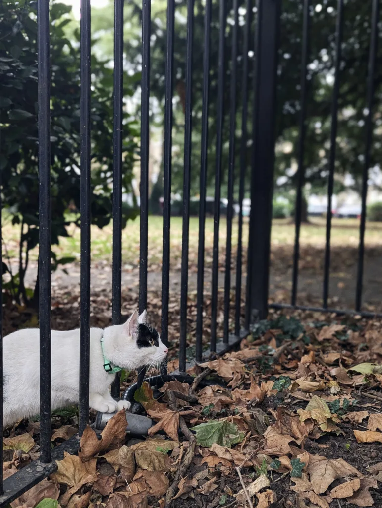 A white cat with black head markings and a green collar peers through black metal railings onto a ground covered in brown autumn leaves.
