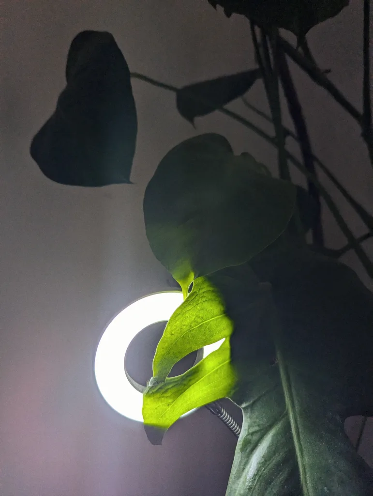 A bright ring light glows behind a monstera leaf, backlighting the green plant tissue and veins against a dark background.