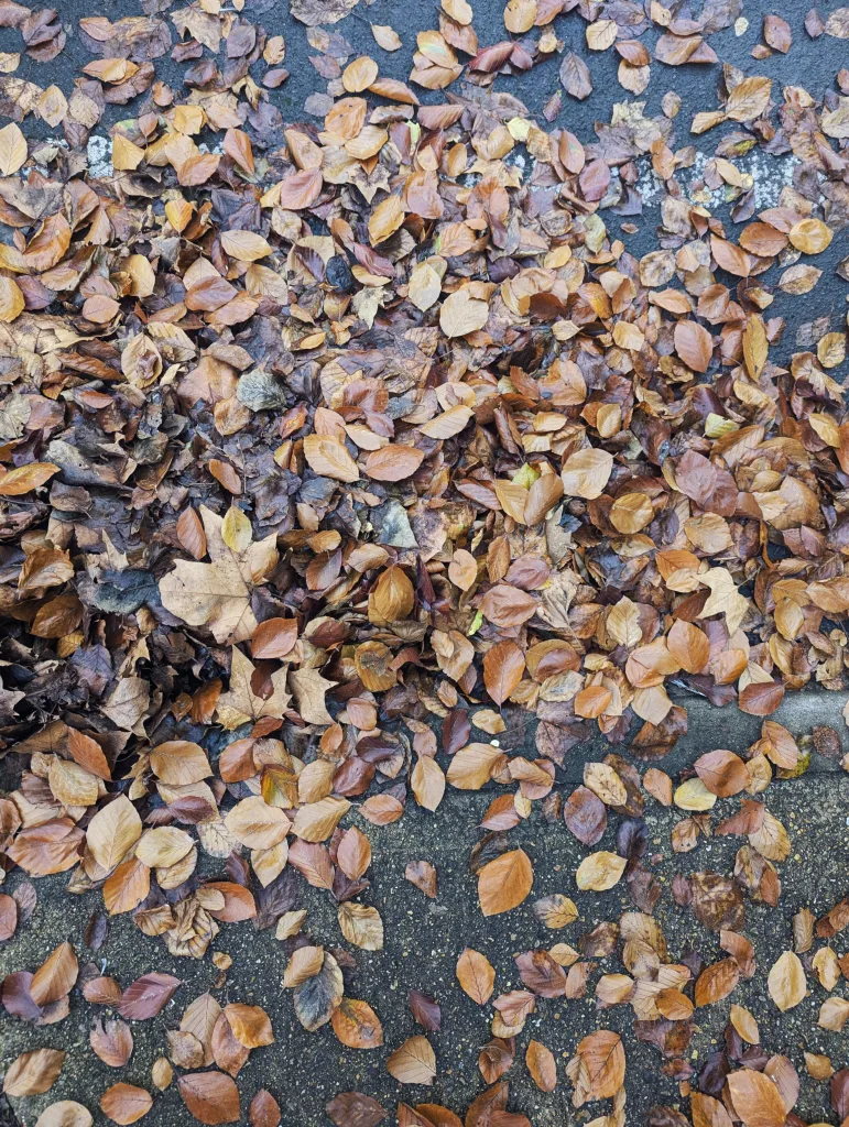 Brown and copper beech leaves scattered across a damp asphalt road surface with a faint white line.