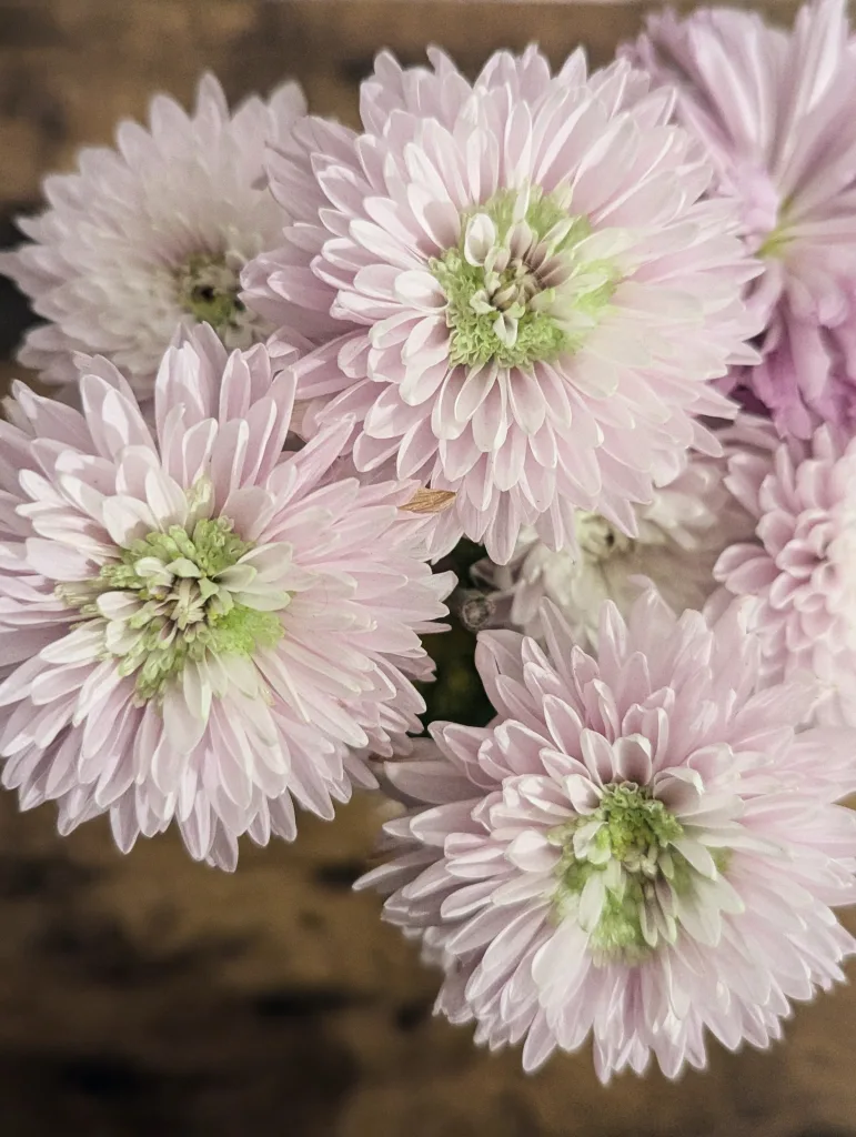 Cluster of pale pink chrysanthemum flowers with lime green centers viewed from above against a blurred warm background.