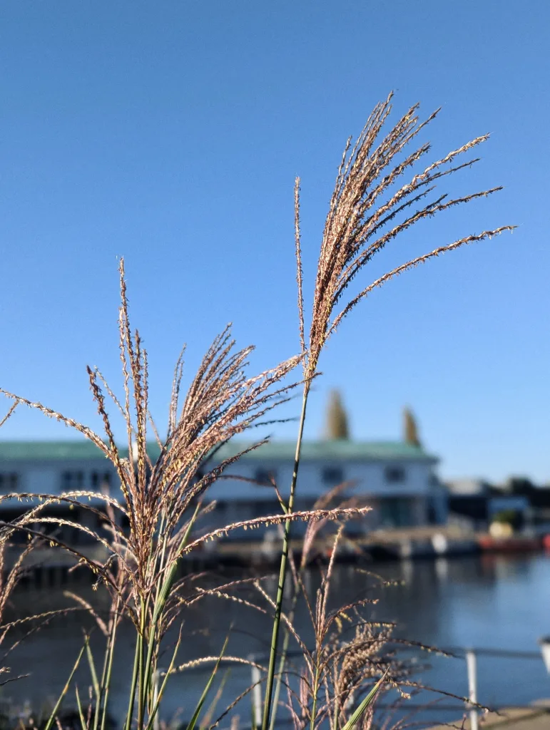 Feathery ornamental grass stalks against a clear blue sky with a blurred riverfront building in the background.