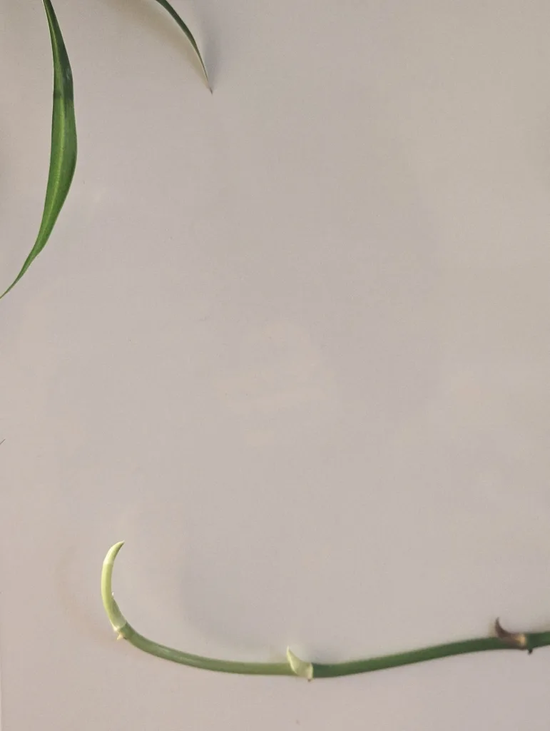 A variegated spider plant leaf and a long green runner with small nodes against a plain off-white background.