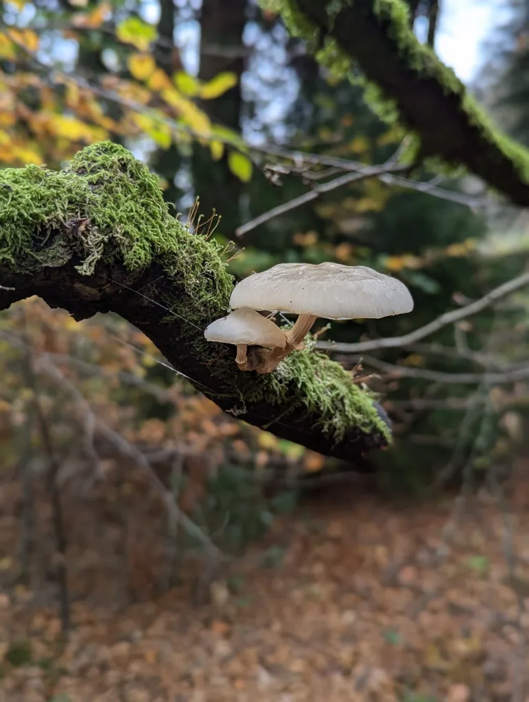Two translucent white mushrooms growing from a mossy branch in an autumnal forest with a blurred background.